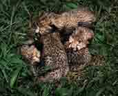 Image de quatre petits guépards qui dorment entrelacés.