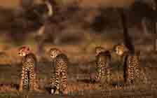 Image d'une famille de guépard regardant dans la même direction.