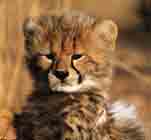 Image d'un petit guépard.