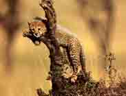 Image d'un petit guépard alongé sur une branche d'arbre.