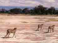 Image de trois guépards marchant sur le lit sec d'une rivière.
