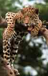 Image d'un jaguar étalé sur deux branches.