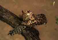 Image d'un jaguar venant d'attraper un petit crocodile.