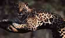 Image d'un jaguar somnolant sur une branche.