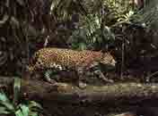 Image d'un jaguar marchant en équilibre sur une branche.