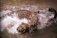 Image de deux léopards s'accouplant dans l'eau.