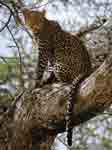 Image d'un léopard assis sur une branche d'arbre.