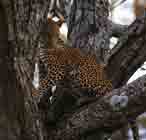 Image d'un léopard se préparant à sauter sur une autre branche.