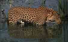 Image d'un léopard se désaltérant dans une rivière.