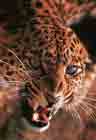 Image d'un léopard en train de grogner toutes dents sorties.