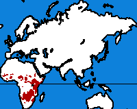 Carte de répartition du lion.