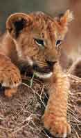 Image d'un lionceau allongé sur un monticule de terre.