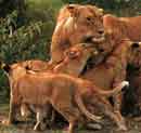 Image d'une famille de lions.