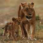 Image d'une lionne et de son lionceau marchant.