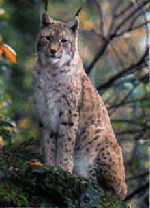 Image d'un lynx debout sur un arbre.