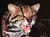 Image d'un ocelot grognant.