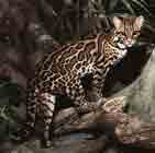 Image d'un ocelot sur une branche.