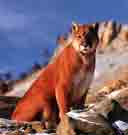 Image d'un puma assis dans les rochers.