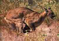 Image d'un puma en pleine course.