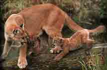 Image d'un petit puma qui apprend auprès de sa maman à marcher sur une branche.