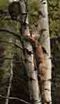 Image d'un puma qui escalade une paroi rocheuse.