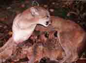 Image de petits pumas tétant leur mère.