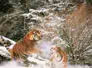 Image de deux tigres se battant dans la neige.