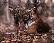 Image de deux tigres dans les feuilles mortes.