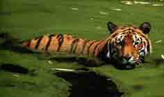 Image d'un tigre se rafraichissant dans l'eau