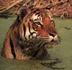 Image d'un tigre sortant d'une eau sale.