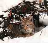 Image d'un lynx sous un abri de feuilles dans la neige.