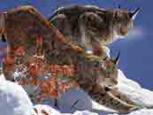 Image de deux lynx dans la neige.