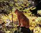 Image d'un lynx assis de dos devant une forêt d'automne.