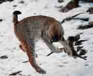 Image d'un lynx sautant sur un lapin et lui assénant un violent coup de patte.