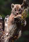 Image d'un petit lynx accroché sur une branche d'arbre.