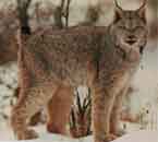 Image d'un lynx du Canada dans la neige.