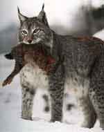 image d'un lynx, fier avec un lapin dans la gueule