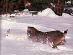 Image d'un lynx poursuivant un lapin arctique dans la neige.