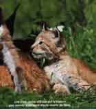Image des bébés lynx d'Elisa.