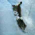 Image d'un lynx tombant le long d'un couloir de neige.