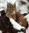 Image d'un lynx allongé dans un creux d'arbre.