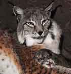 Image d'une femelle tenant ses deux nouveaux-nés entre ses pattes.