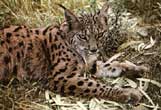 Image d'un lynx d'Espagne couché dans l'herbe.